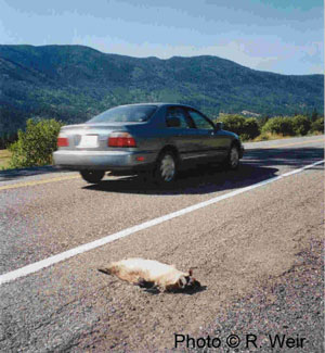 Badger-Roadkill_bc