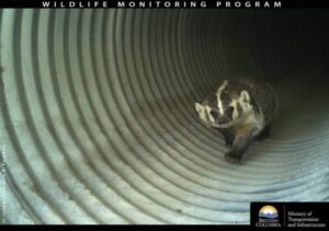 badger in culvert underpass bc wildlife