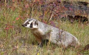 american-badger-habitat