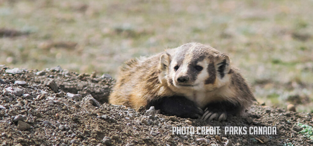 american-badger-photo-credit-parks-canada