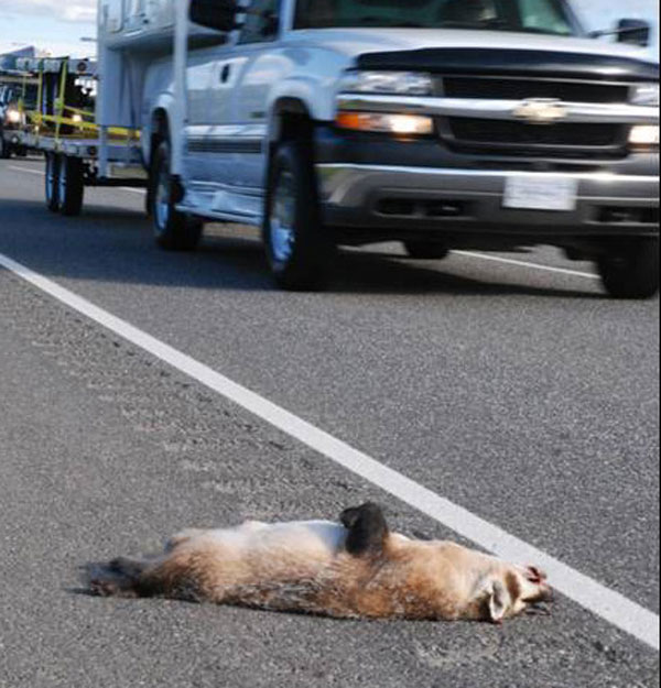 badger-killed-on-road-in-bc