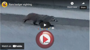 castanet-raw-video-rare-badger