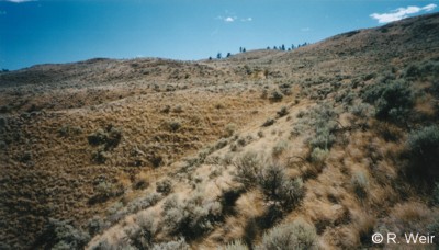 pristine-grasslands-w-of-weyco-lands-rw-c