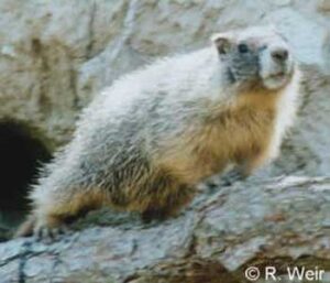 yellow-bellied-marmot-rw-c