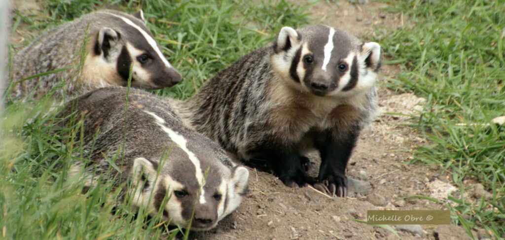 3-american-badgers-in-bc-photo-michelle-obre