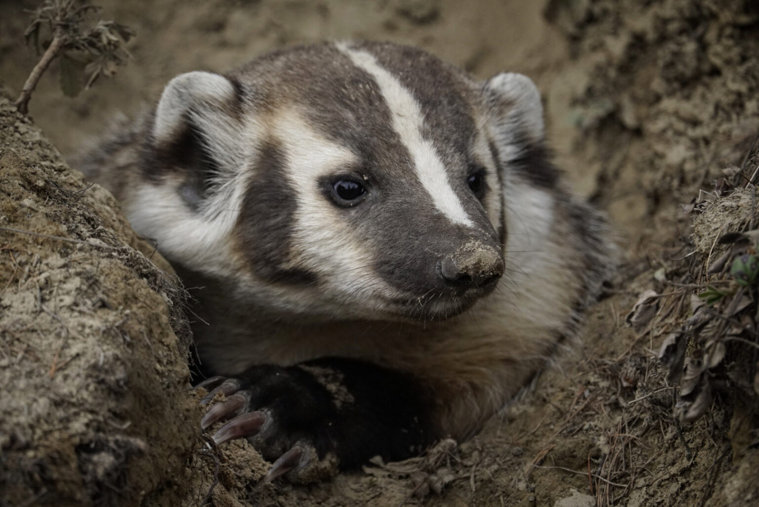 About Us – Endangered American Badgers In British Columbia