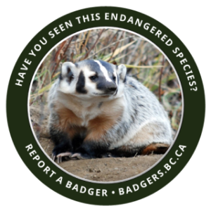 report a badger logo